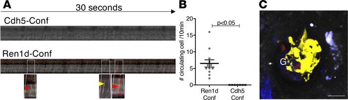 Lack of circulating Confetti+ EPCs in the intact living kidney.
(A) Repr...