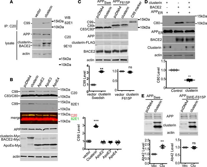 The binding of clusterin to the JH facilitates BACE2-mediated β-cleavage...