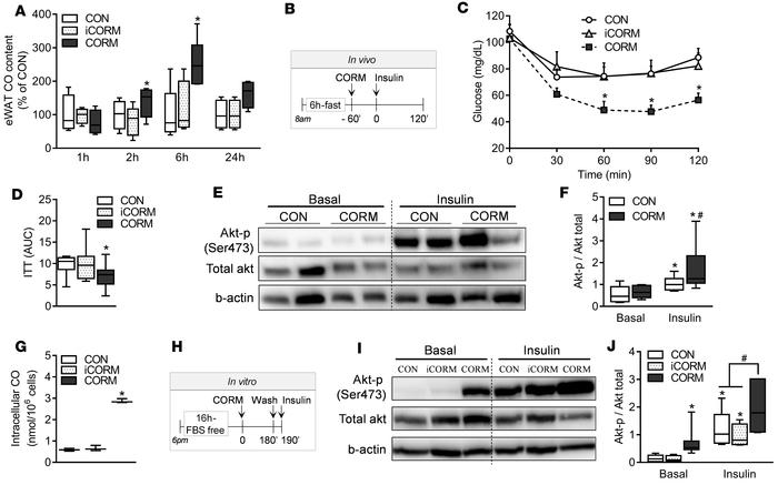 CO delivered by CORM-401 increases systemic and adipocytes insulin sensi...