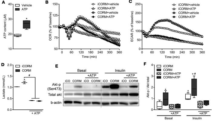ATP counteracts CO induced–metabolic switch in adipocytes and reverses C...