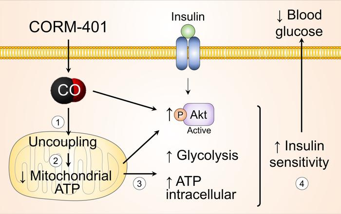 Proposed mechanism for the beneficial effects of CO on glucose metabolis...