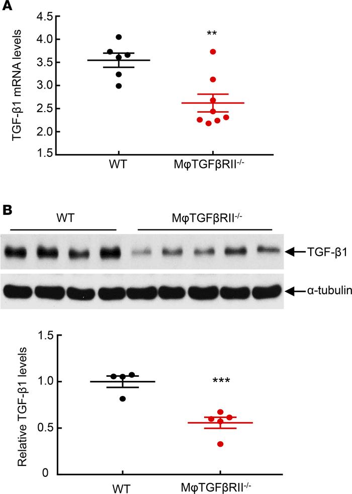 Macrophage TGF-βRII deletion led to decreased renal TGF-β1 expression af...