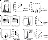 Efflux(+) TRMs have enhanced proliferative capacity and responses to homeos