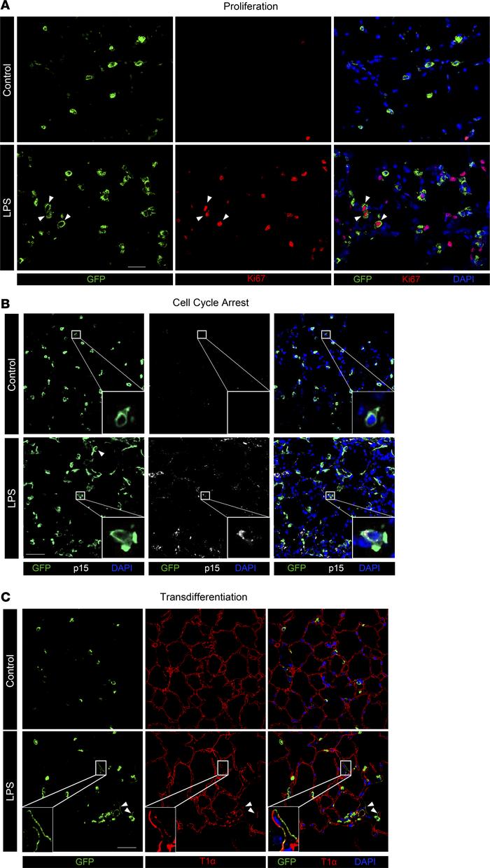 Immunofluorescence/in situ hybridization validates proliferating, cell c...