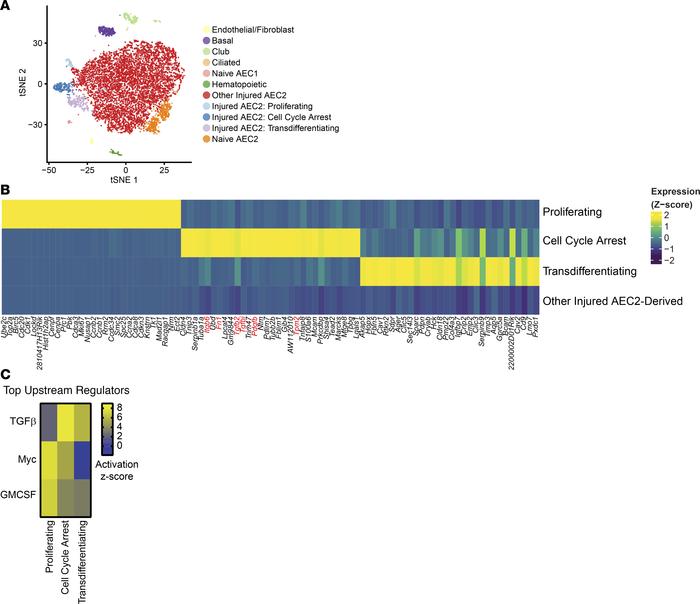 Differential gene expression in regenerative subpopulations.
(A) Subpopu...