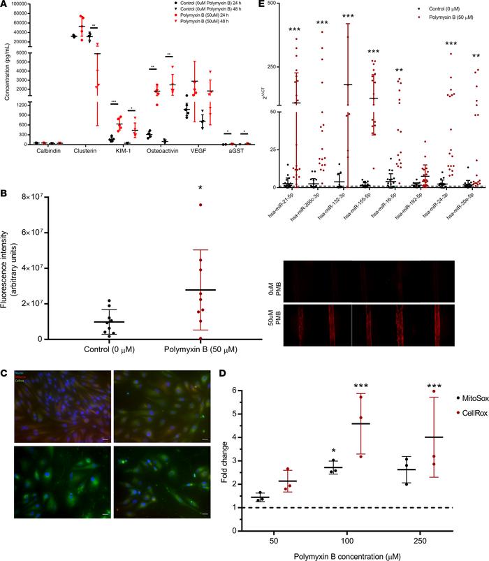 Effluent and cell-associated biomarkers of nephrotoxicity.
(A) Urinary k...