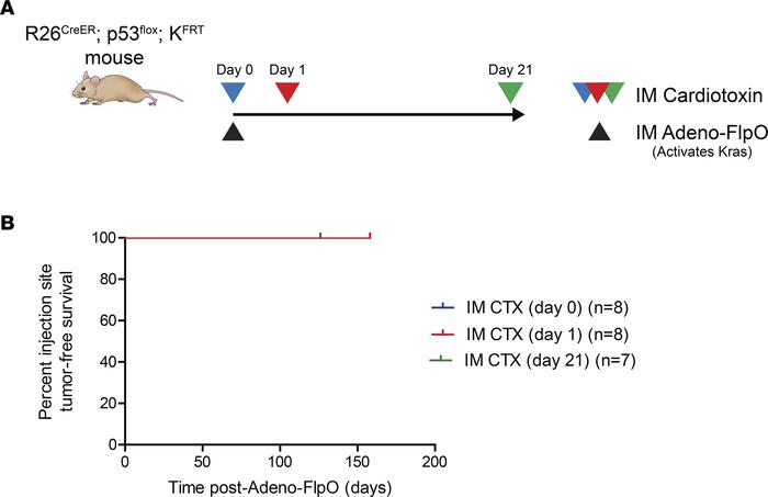 p53 deletion is required for sarcoma formation.
(A) Schematic of experim...