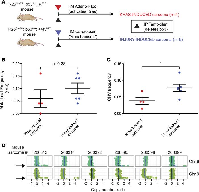 Exome sequencing of Kras- and injury-induced sarcomas.
(A) Schematic of ...