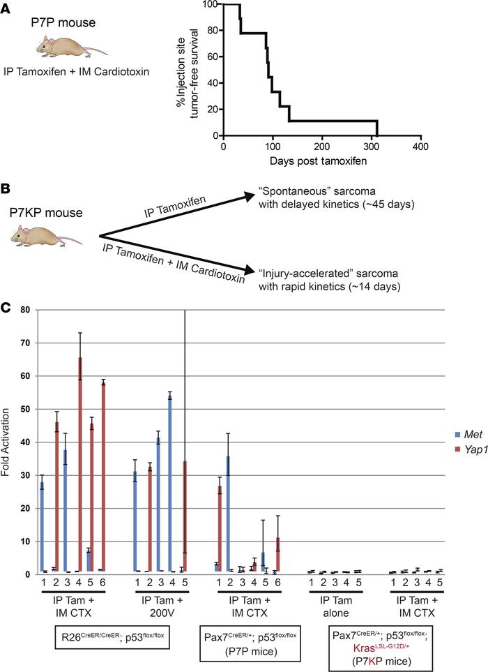 
Met and Yap1 amplification is not seen in the setting of activated Kras...