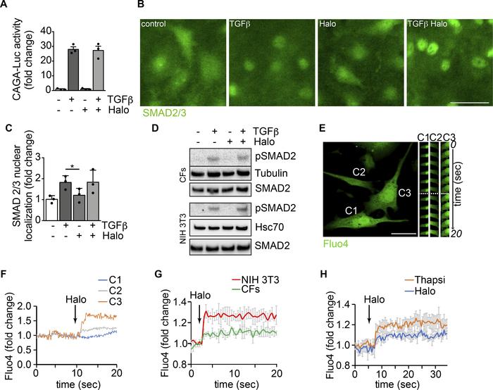 Modulation of αSMA expression by haloperidol involves an increase in int...
