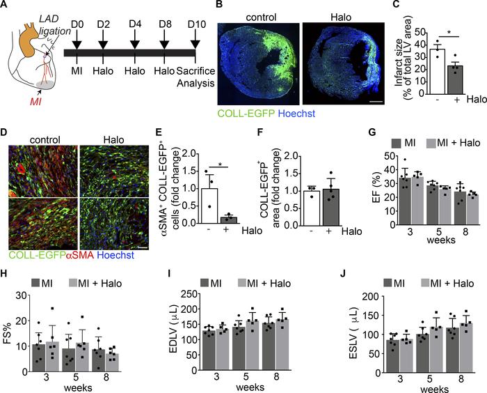 Haloperidol inhibits αSMA expression by cardiac myofibroblasts in vivo.
...