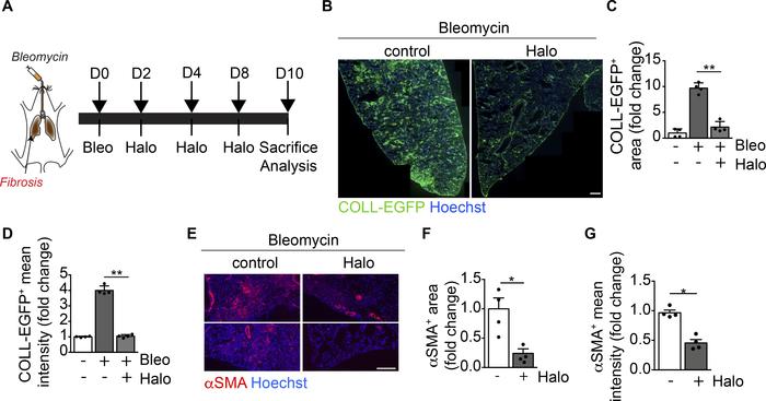 Haloperidol inhibits αSMA expression by lung myofibroblasts in vivo.
(A)...