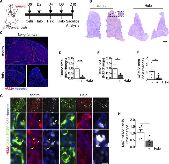 Haloperidol inhibits αSMA expression by cancer-associated myofibroblasts...