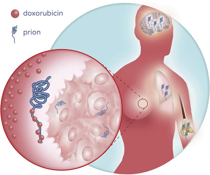 Model for prion protein–mediated resistance to anthracyclines.
Schematic...