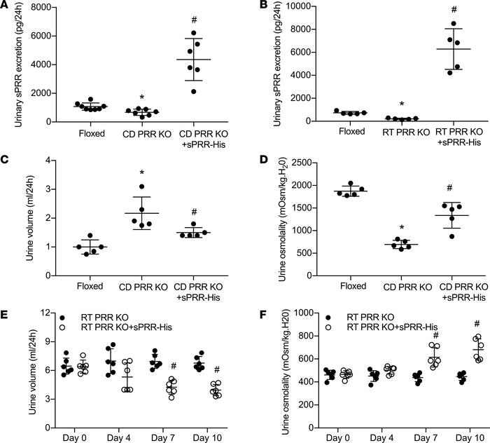 Effect of sPRR-His infusion on urine concentrating capability in PRR-KO ...