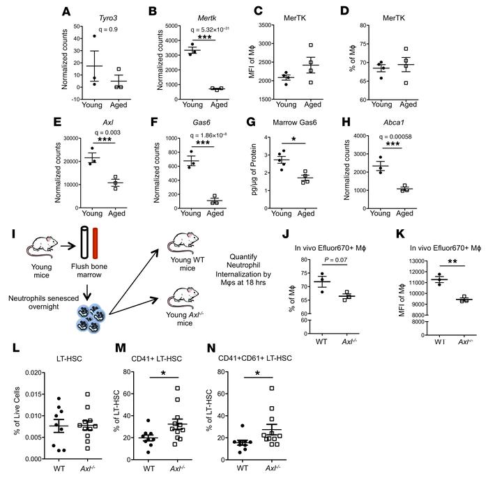 Genetic loss of efferocytic capacity is sufficient to drive premature ag...