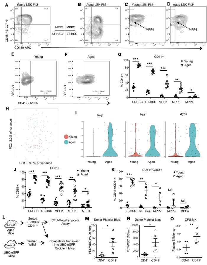 Aged mice have expanded megakaryocyte-biased HSCs.
(A–G) Representative ...