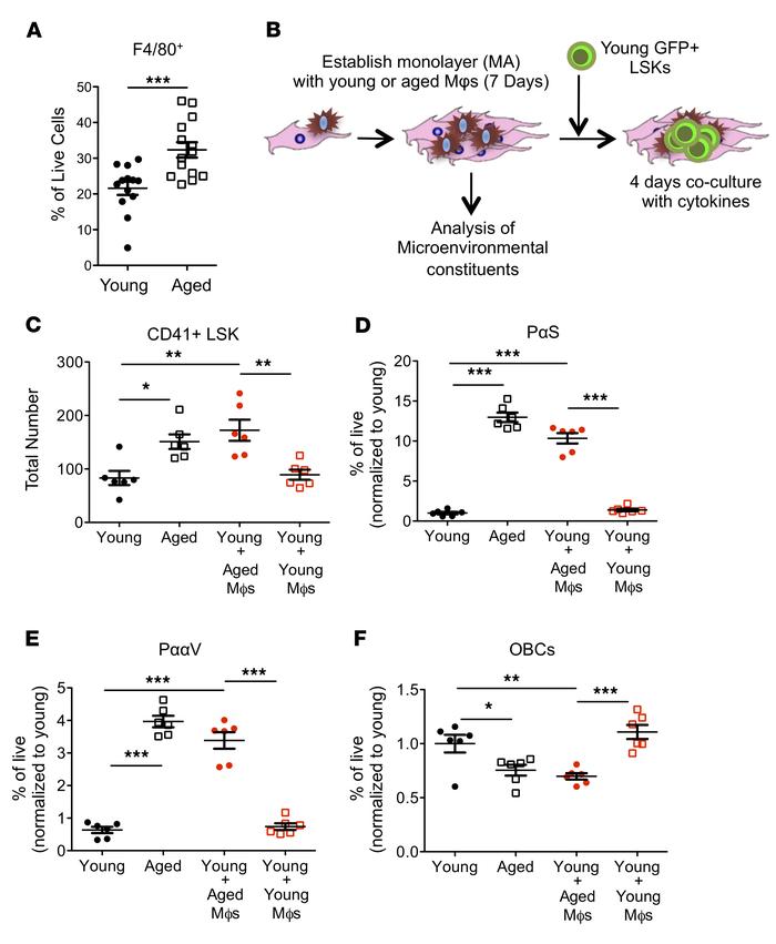 Aged macrophages recapitulate age-related changes to HSCs and the BMME i...