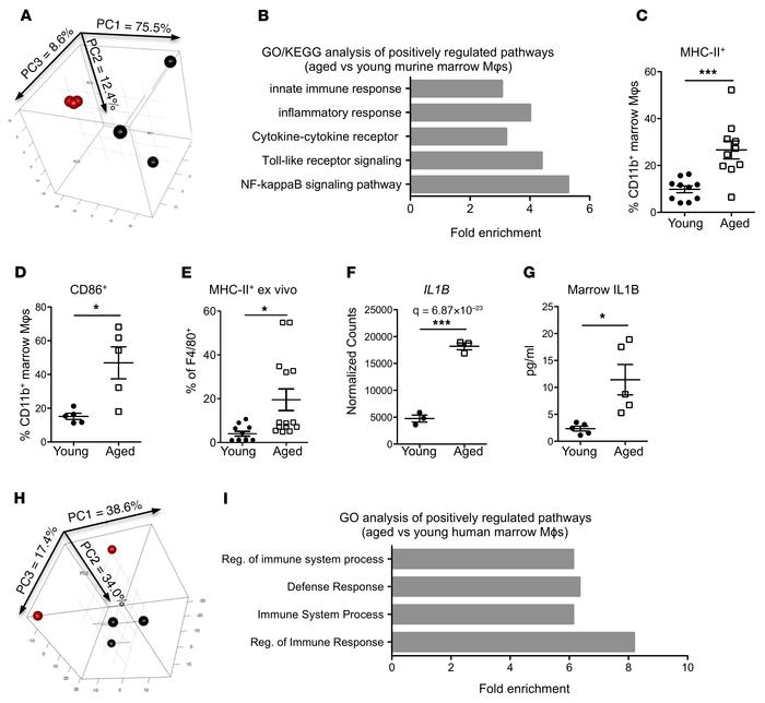 Aged marrow macrophages have a proinflammatory phenotype and elevated IL...