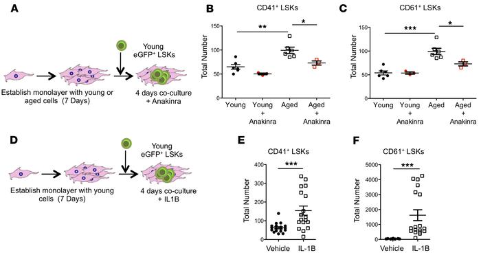 Exposure to IL-1B increases megakaryocytic HSCs ex vivo.
(A) Schematic o...