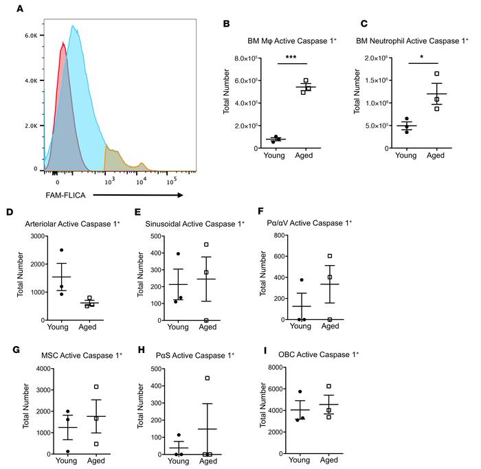 Increased caspase-1 activity in marrow macrophages and neutrophils but n...