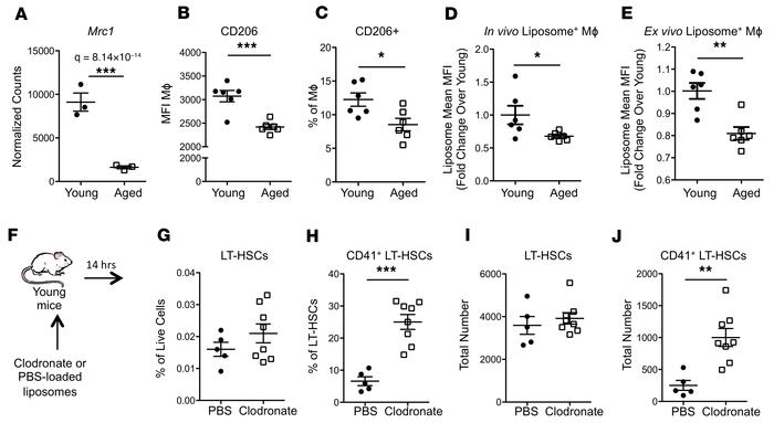 Aged marrow macrophages have defective phagocytosis and loss of macropha...