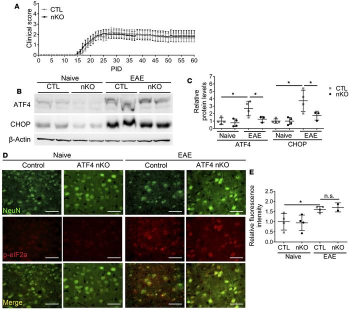 Neuron-specific ATF4 inactivation did not alter EAE disease course.
(A) ...