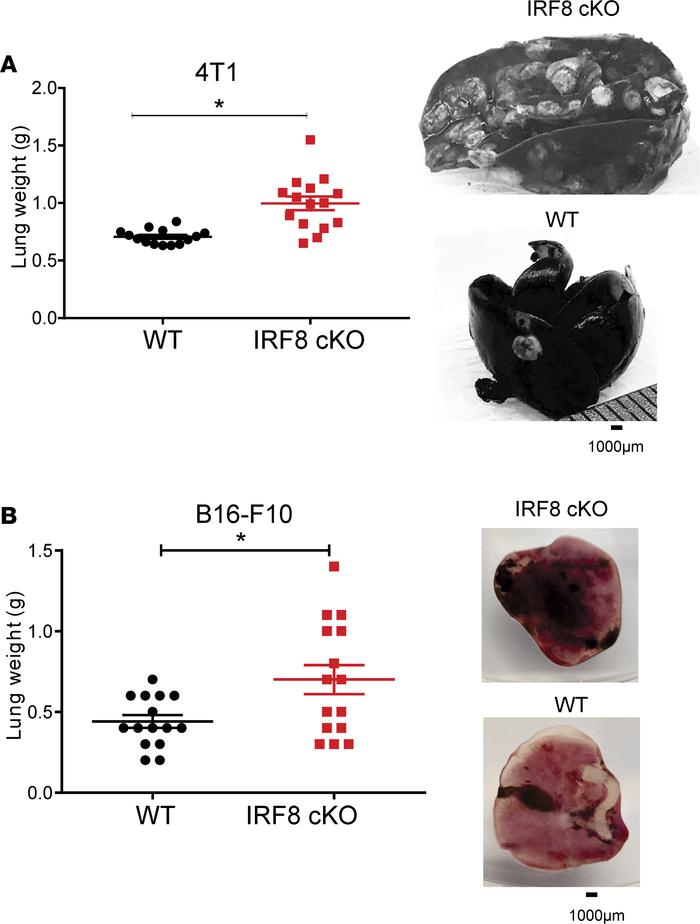 Reduced IRF8 expression in macrophages leads to increased experimental l...