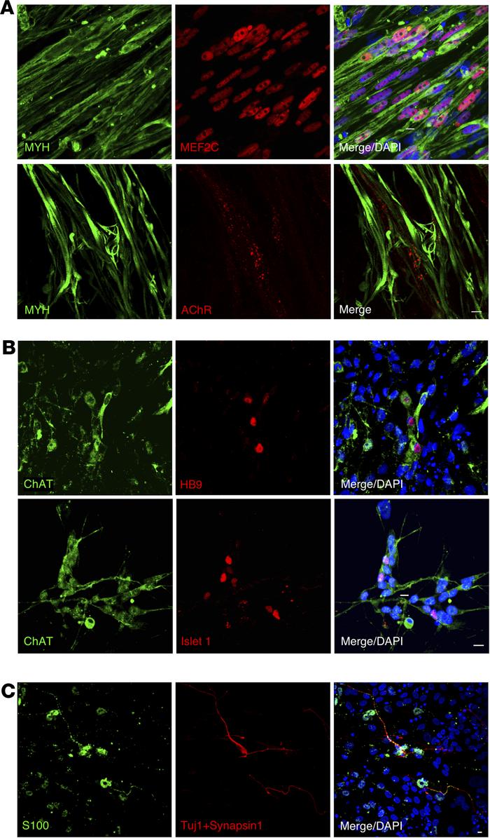Pre- and postsynaptic components of in vitro NMJ.
(A) Expression of the ...