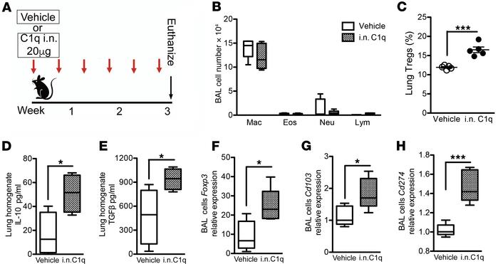 Intranasal C1q induces Tregs in lungs of WT mice.
Eight-week-old WT (C57...