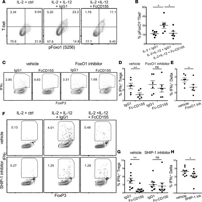 Suppression of IFN-γ by TIGIT stimulation is dependent on FoxO1 and SHIP...