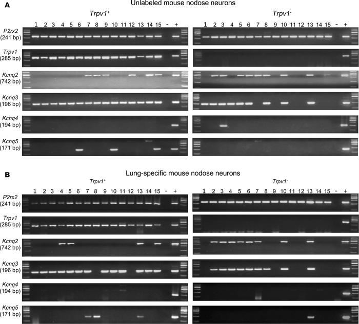 Expression profile of Kcnq transcripts in nodose neurons.
(A) Unlabeled ...