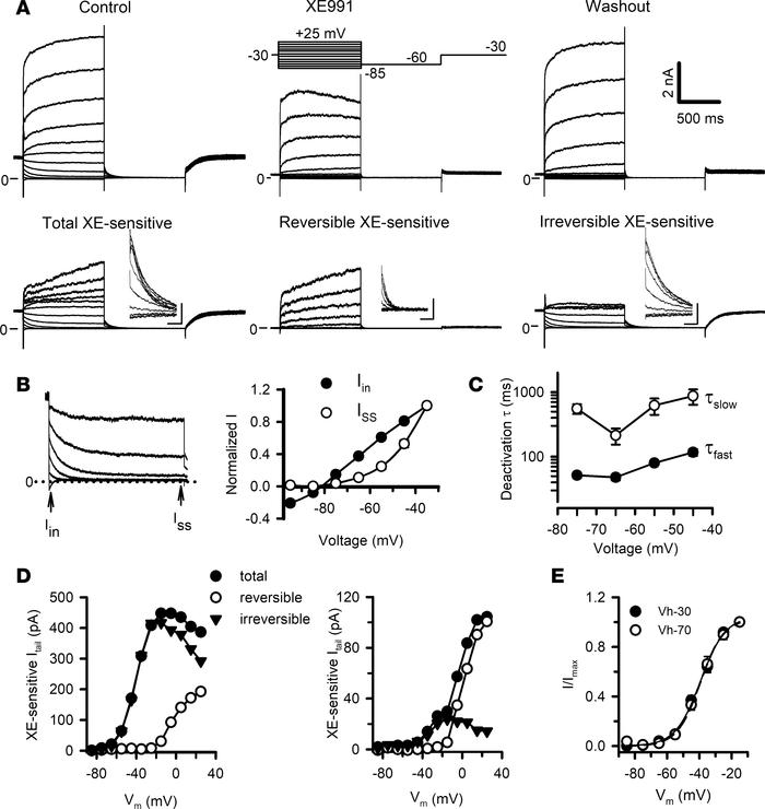 Characterization of IM in mouse nodose neurons.
(A) Representative curre...