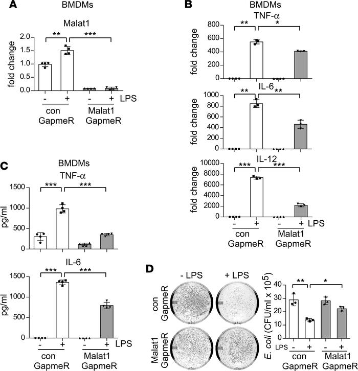 Malat1 knockdown attenuates proinflammatory activation of macrophages.
(...