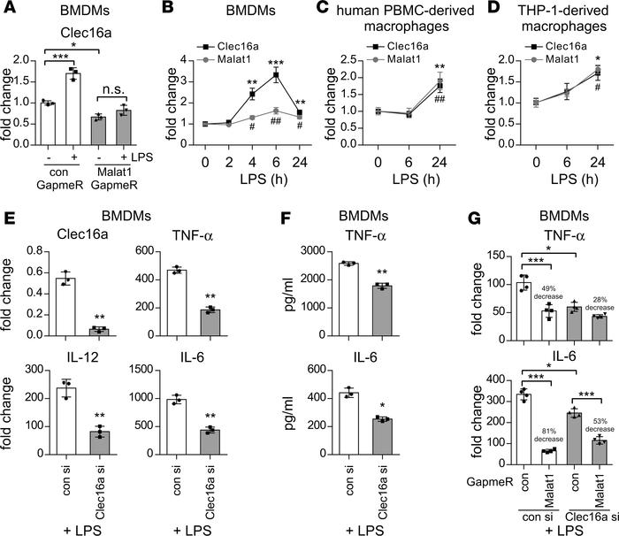 Malat1 regulates the expression of C-type lectin domain family 16, membe...