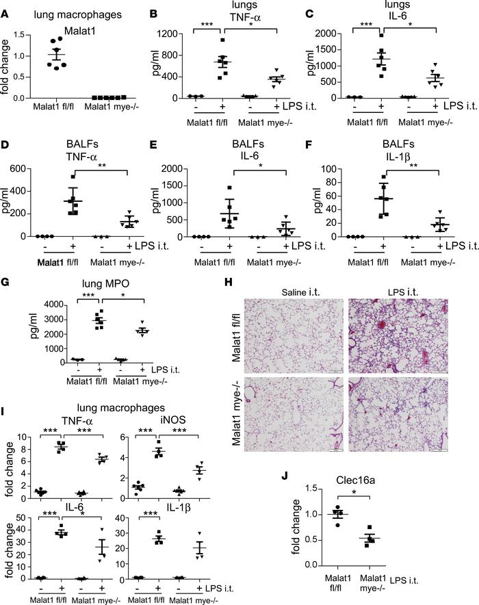 Myeloid ablation of Malat1 (Malat1 mye–/–) attenuates LPS-induced ALI.
(...