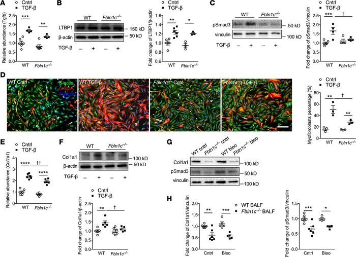 Fbln1c binds to LTBP1 to activate TGF-β and induce fibroblast activation...