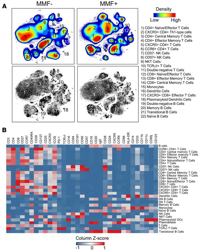 t-SNE analysis pipeline identifies 22 phenotypically distinct population...