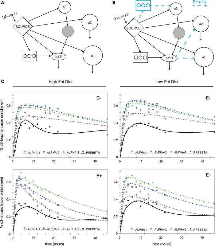 Model fit for apoA-I tracer enrichments for each HDL subspecies across 2...