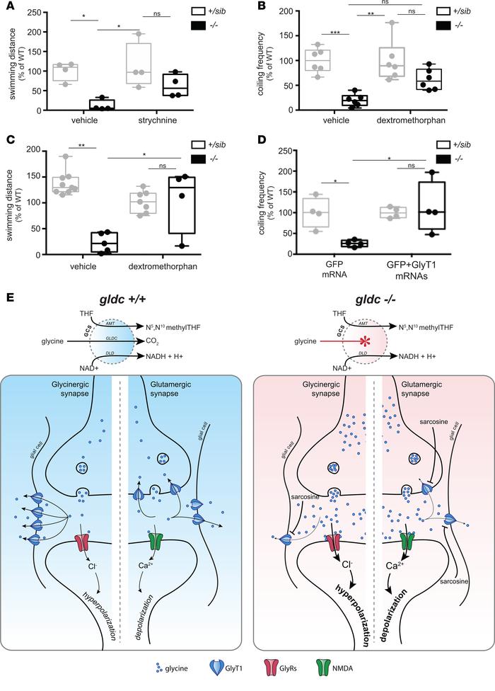 Genetically and pharmacologically counteracting the exacerbated hypergly...
