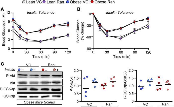 Ranolazine treatment does not influence insulin sensitivity.
(A and B) I...