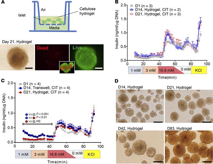 A 3D NFC hydrogel platform for maintaining human islet function and morp...