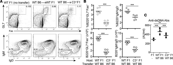 Recipient C3 deficiency prevents GC B cell formation and autoantibody pr...