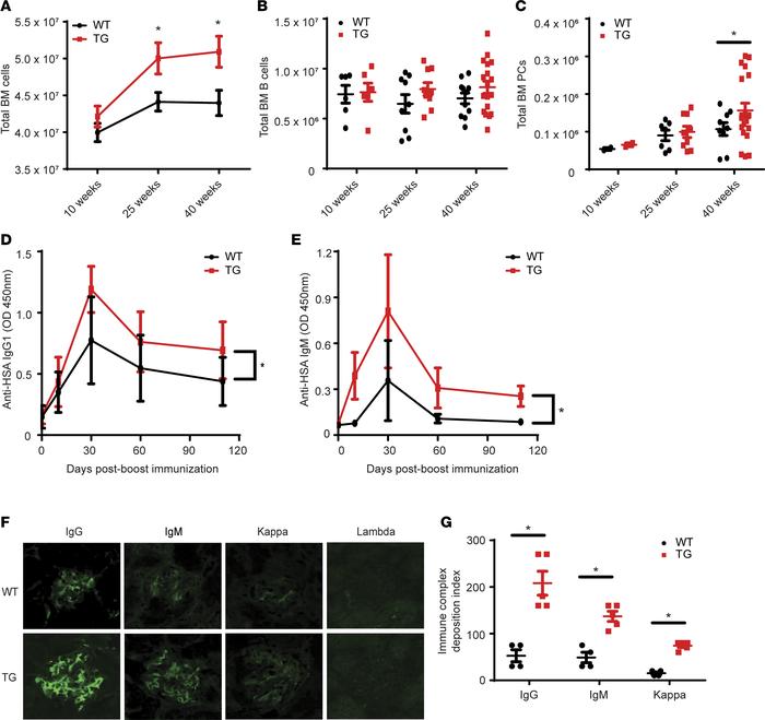 Hematopoietic and Ig analysis of the XBP1s-Tg mouse during aging.
(A) To...