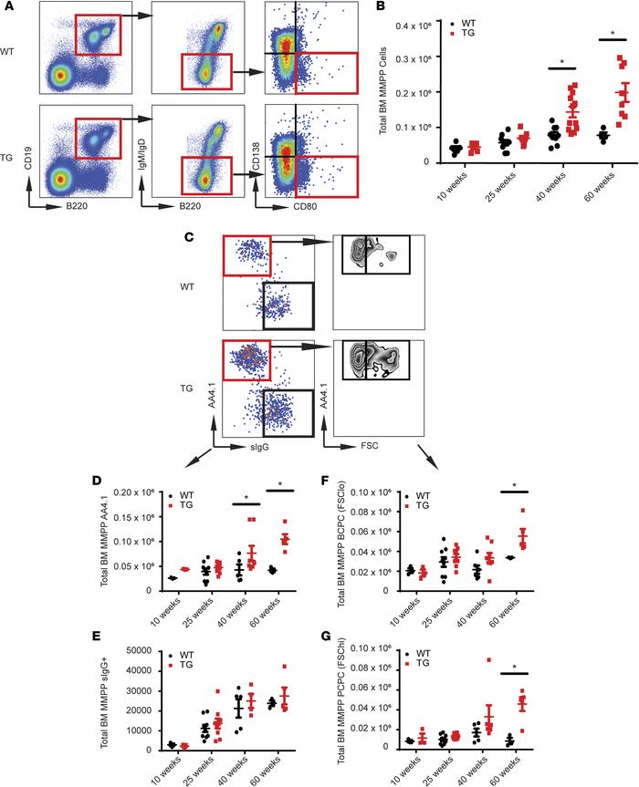 A post–germinal center B cell increases in Tg mice with age.
(A) Represe...