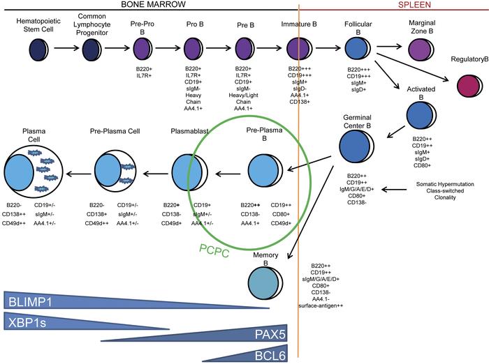 Proposed lineage location and the molecular characteristics of the PCPC ...