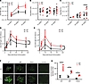 Hematopoietic and Ig analysis of the XBP1s-Tg mouse during aging.