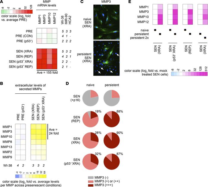 Persistent SnCs express high levels of MMPs regardless of their p53/p16 ...
