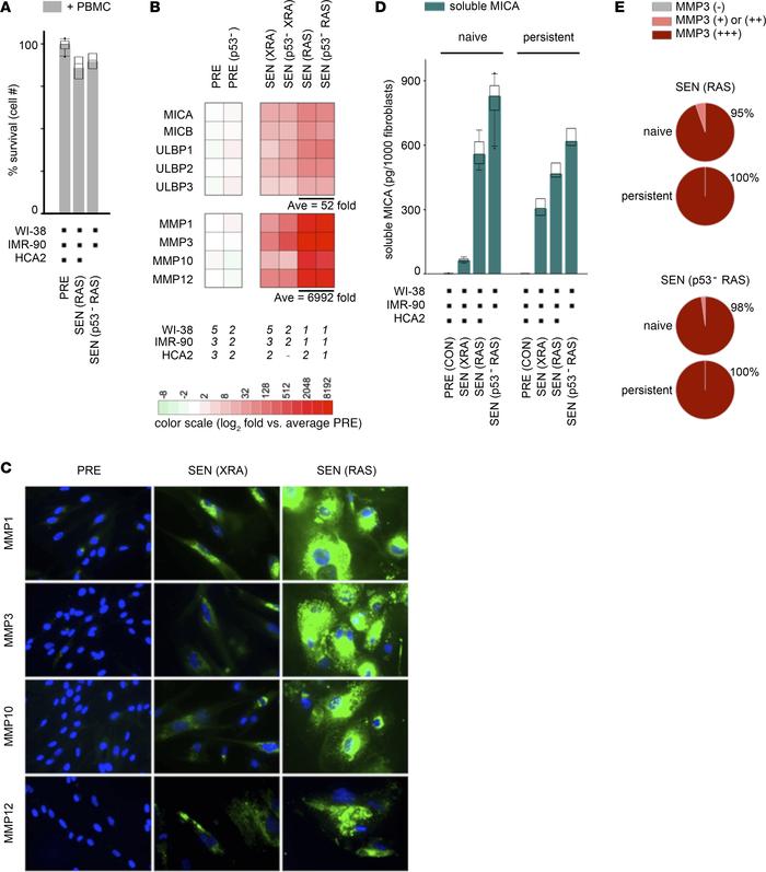 RAS SnCs evade immune clearance with high MMP expression and robust NKG2...