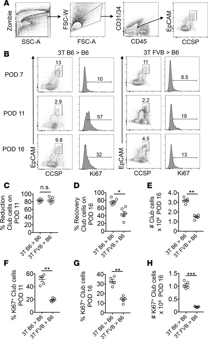 Club cell regenerative responses are suppressed in lung allografts.
(A) ...